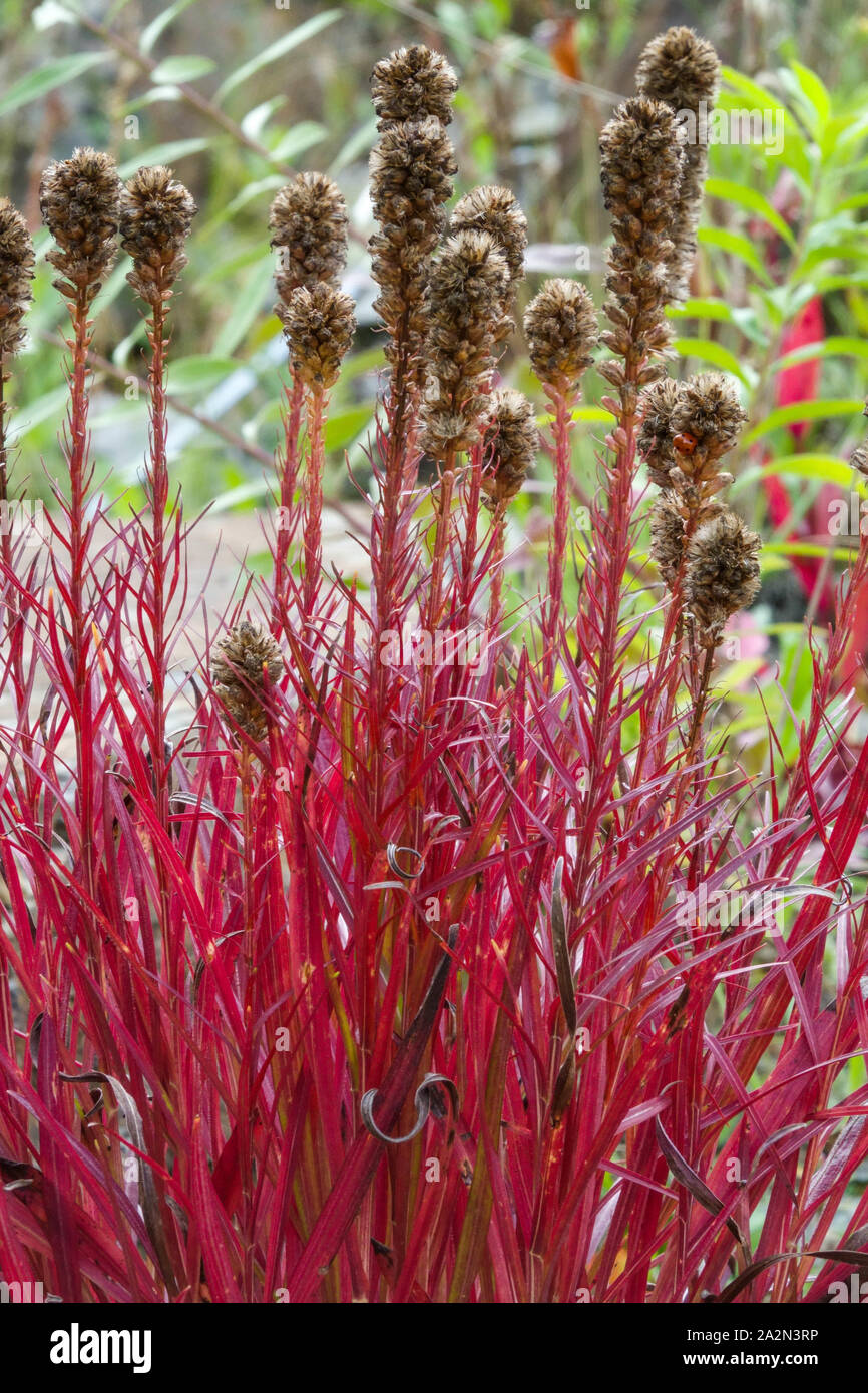 Red Liatris spicata leaves, Dense blazing star in autumn october garden ...