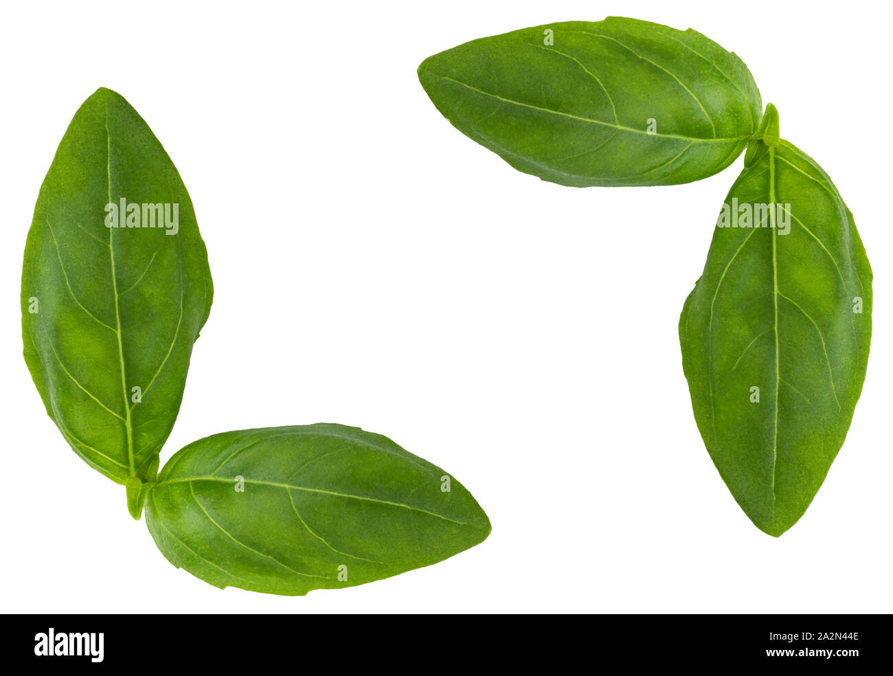 Fresh basil leaf isolated on white background, close up. Basil herb