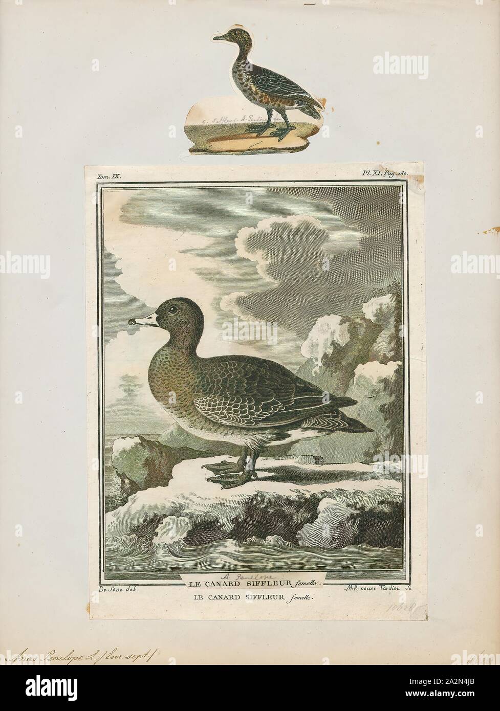 Mareca penelope, Print, The Eurasian wigeon, also known as widgeon