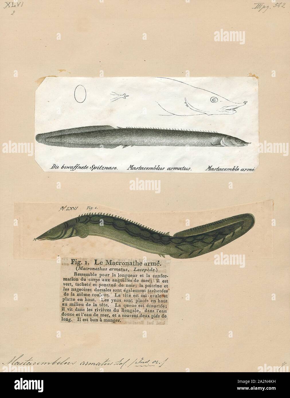 Mastacembelus armatus, Print, The tire track eel (Mastacembelus armatus) is a species of ray-finned, spiny eels belonging to the genus Mastacembelus (Scopoli, 1777) of the family Mastacembelidae, and is native to the riverine fauna of India, Pakistan, Sri Lanka, Thailand, Viet Nam, Indonesia and other parts of South East Asia. The species was named Mastacembelus armatus by Lacepède in 1800. Other common names for this popular aquarium species are zigzag eel, spiny eel, leopard spiny eel and white-spotted spiny eel. This species is not only a popular aquarium fish but also as a food fish in its Stock Photo