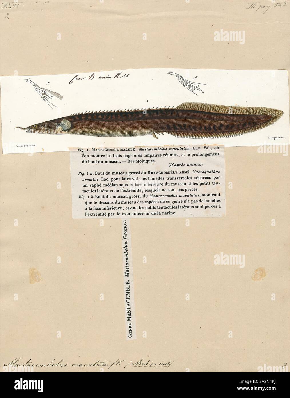 Mastacembelus maculatus, Print, Mastacembelus is a genus of many species of spiny eel fish from the family Mastacembelidae. They are native to Africa (c. 45 species) and Asia (c. 15 species). Most are found in rivers and associated systems (even in rapids), but there are also species in other freshwater habitats and a particularly rich radiation is found in the Lake Tanganyika basin with 15 species (14 endemic). A few species can even occur in brackish water., 1700-1880 Stock Photo