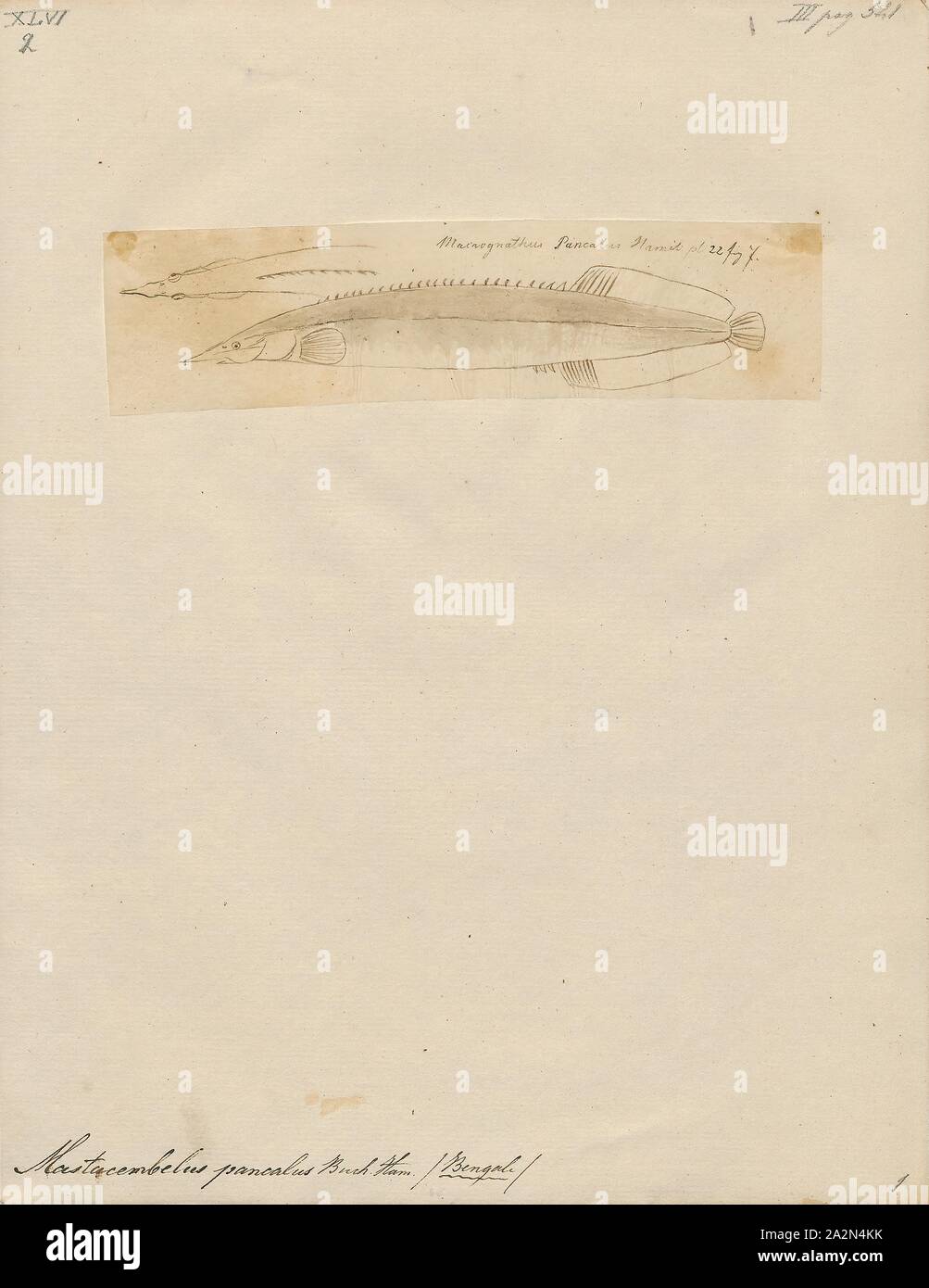 Mastacembelus pancalus, Print, 1700-1880 Stock Photo