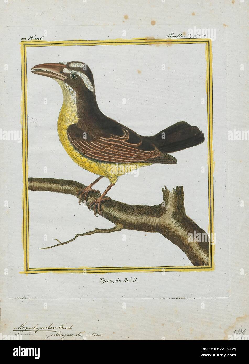 Megarhynchus pitangua, Print, The boat-billed flycatcher (Megarynchus pitangua) is a passerine bird. It is a large tyrant flycatcher, the only member of the monotypic genus Megarynchus., 1700-1880 Stock Photo