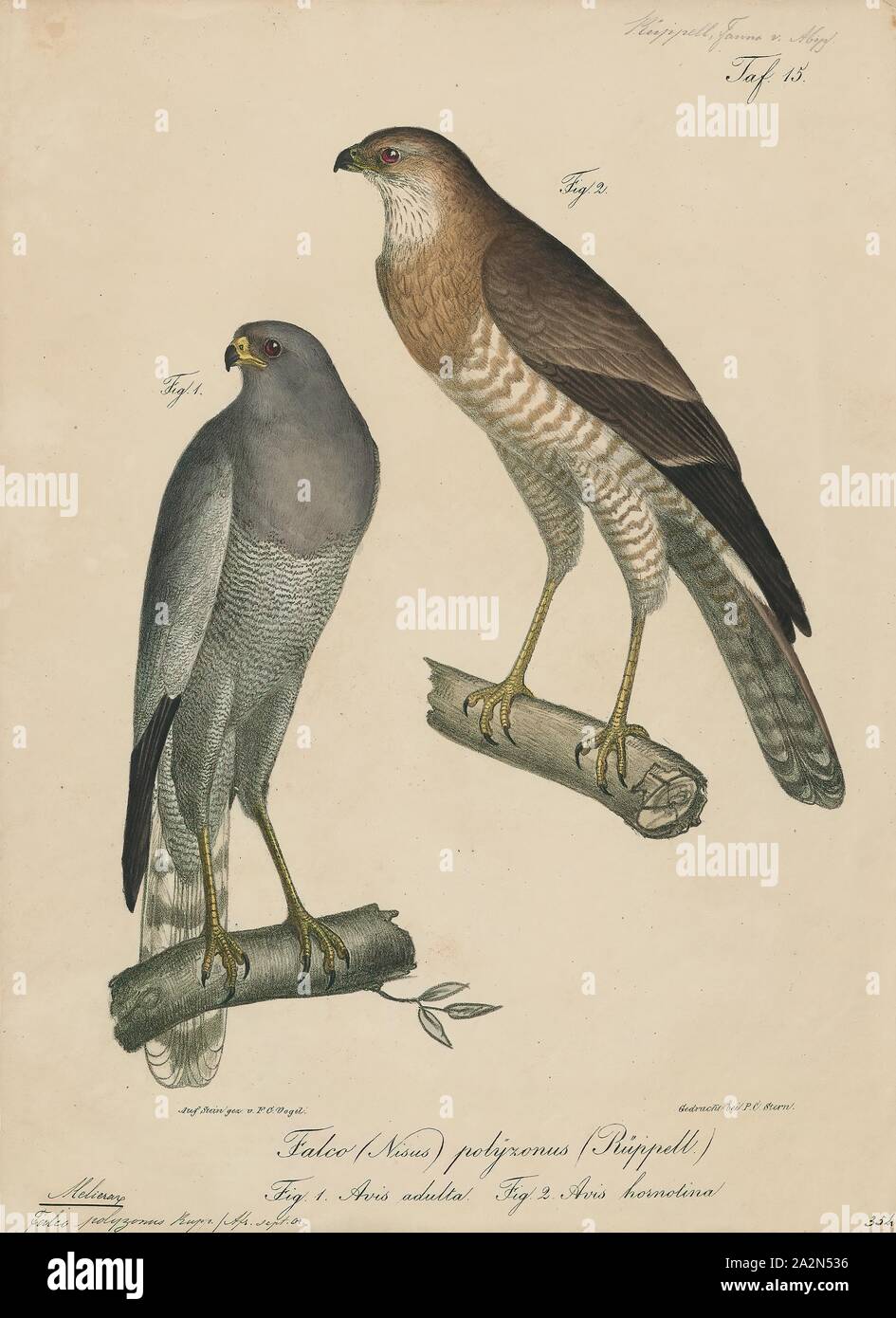 Melierax polyzonus, Print, Melierax is a genus of bird of prey in the Accipitridae family. Established by George Robert Gray in 1840, 1835 Stock Photo