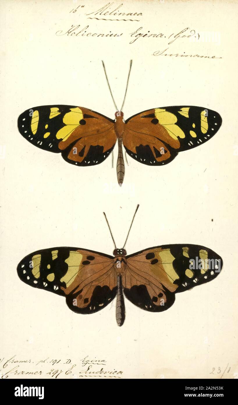 Melinaea, Print, Melinaea is a genus of clearwing (ithomiine) butterflies. They are in the brush-footed butterfly family, Nymphalidae Stock Photo