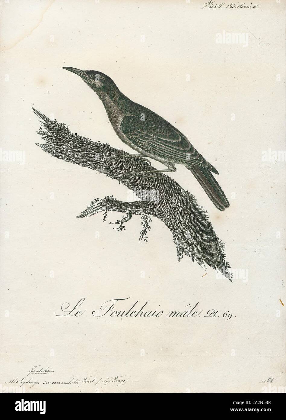 Meliphaga carunculata, Print, Meliphaga is a genus of bird in the family Meliphagidae., 1802 Stock Photo