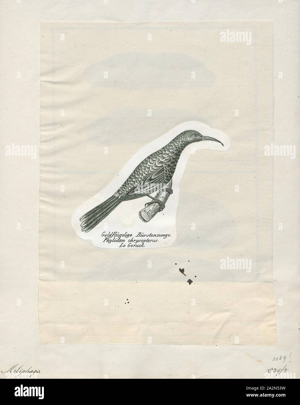 Meliphaga chrysops, Print, Meliphaga is a genus of bird in the family Meliphagidae., 1809-1845 Stock Photo
