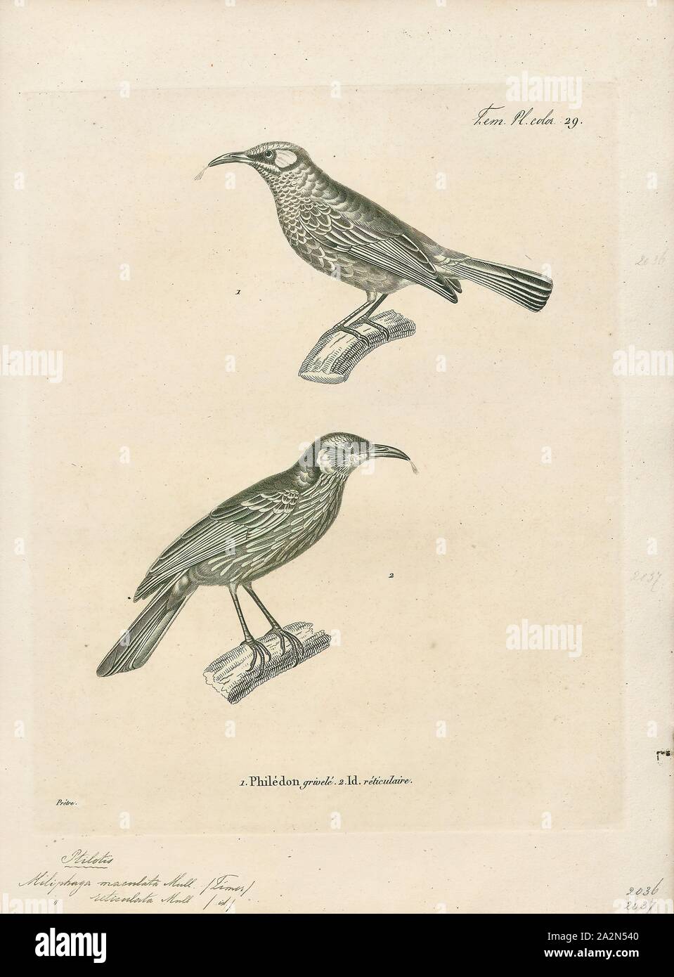 Meliphaga maculata, Print, Meliphaga is a genus of bird in the family Meliphagidae., 1700-1880 Stock Photo