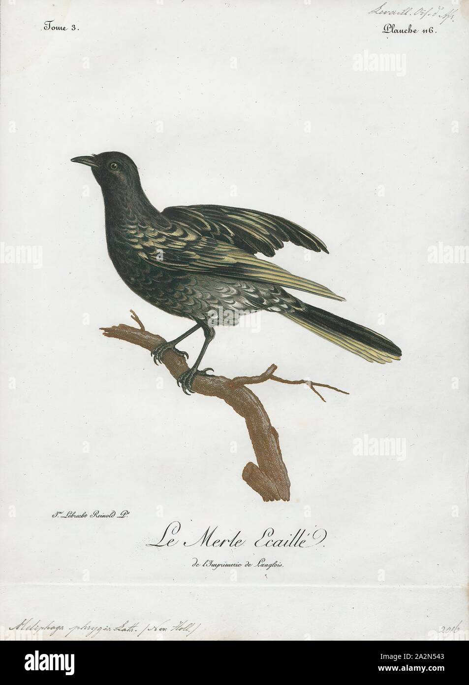 Meliphaga phrygia, Print, Meliphaga is a genus of bird in the family Meliphagidae., 1796-1808 Stock Photo