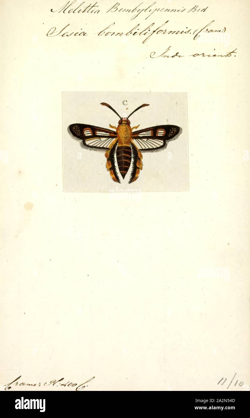 Melittia, Print, Melittia is a genus of moths in the family Sesiidae Stock Photo