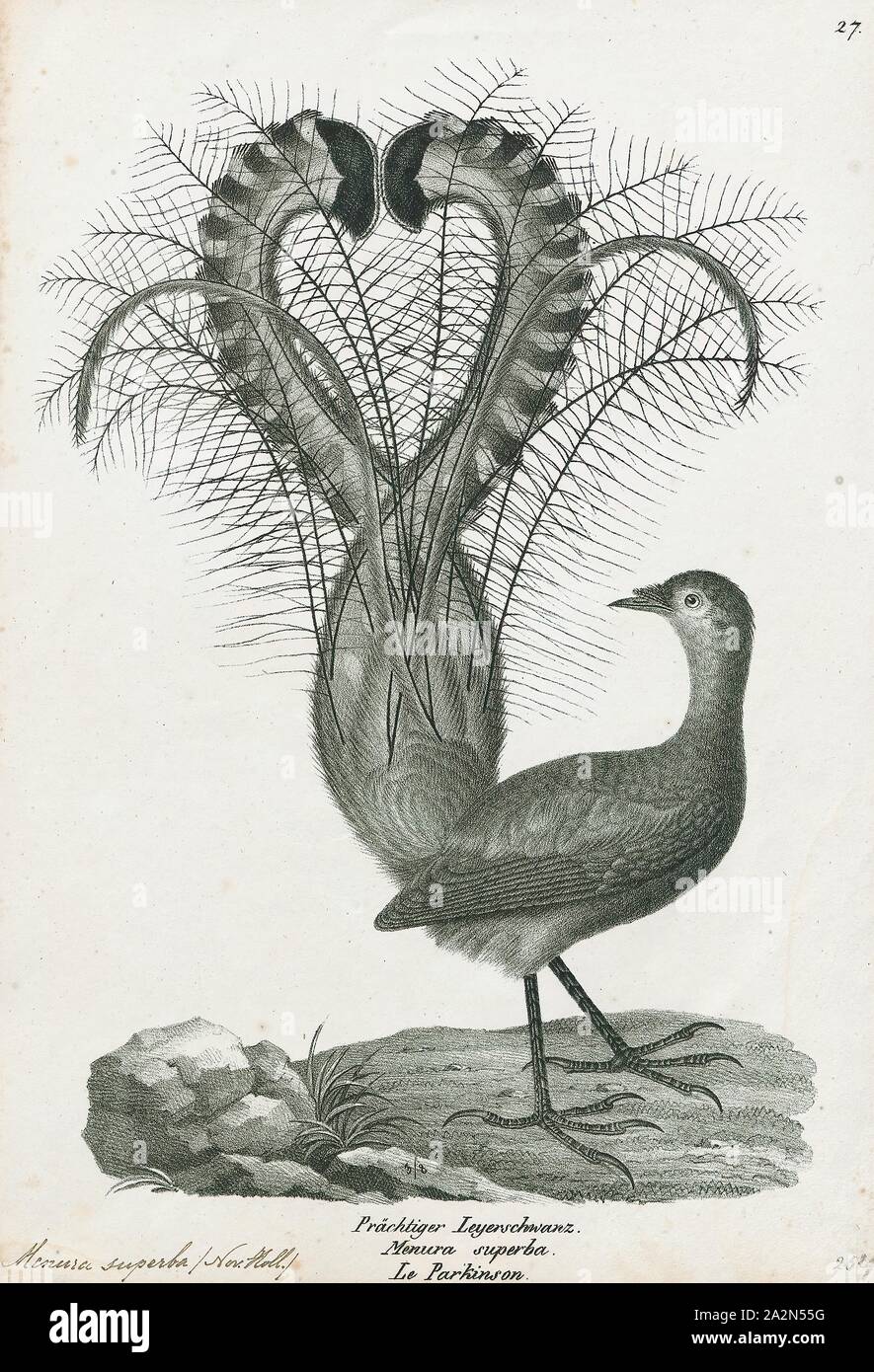 Menura superba, Print, The superb lyrebird (Menura novaehollandiae) is an  Australian songbird, one of two species from the family Menuridae. It is  one of the world's largest songbirds, and is renowned for