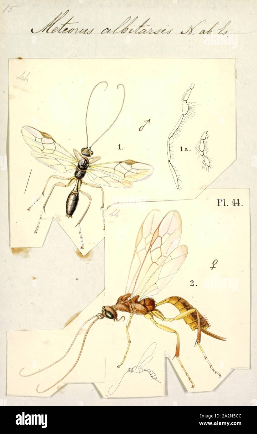 Meteorus, Print, Meteorus is a genus of parasitoid wasps in the family Braconidae. It comprises over 330 species worldwide Stock Photo