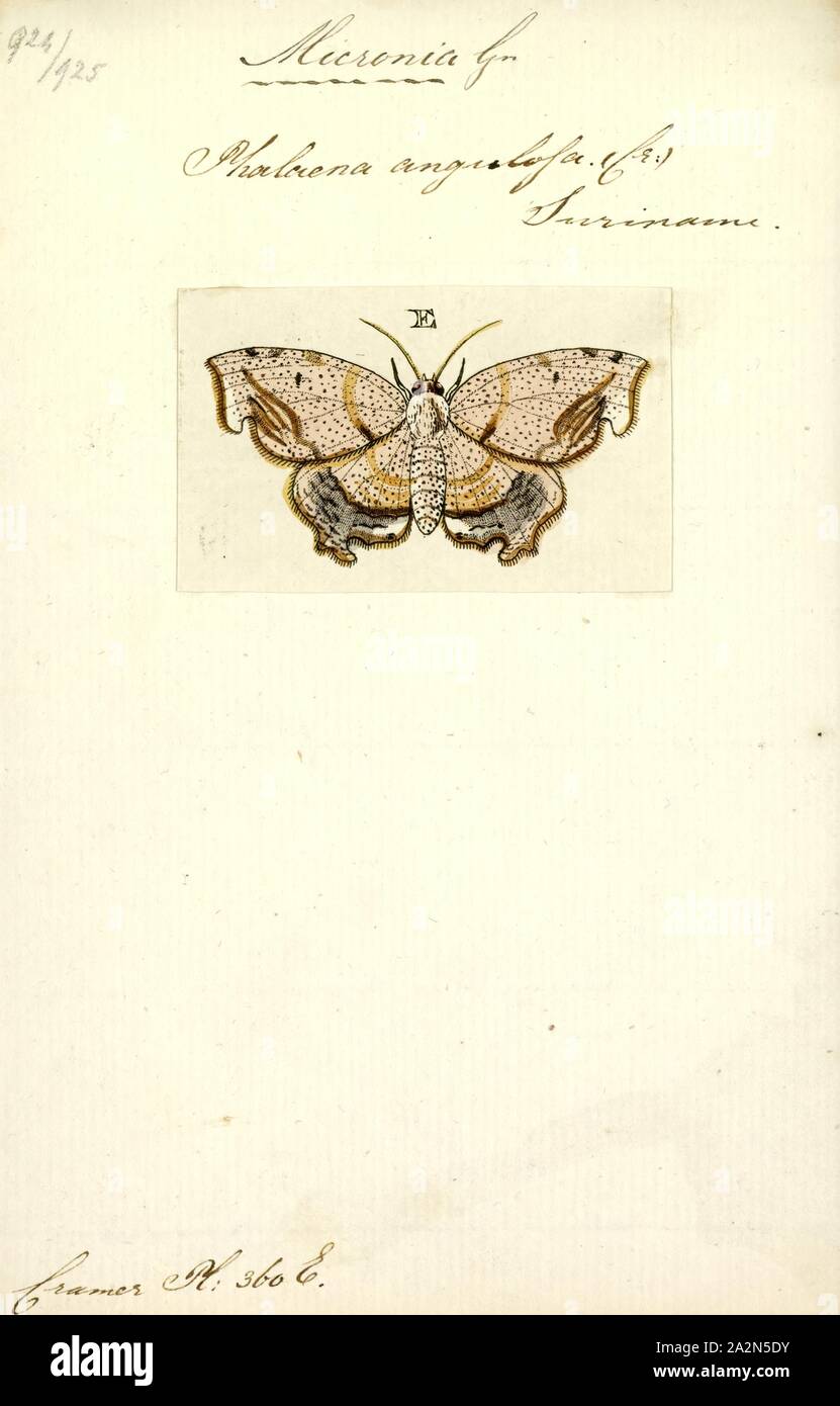 Micronia, Print, Micronia is a genus of moths of subfamily Microniinae of family Uraniidae. The genus was erected by Achille Guenée in 1857. The species of this genus are found in India, Sri Lanka, Indonesia and Papua New Guinea Stock Photo