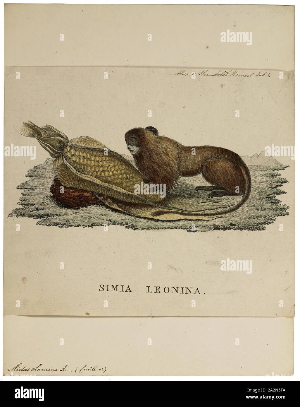 Midas leonina, Print, 1805-1811 Stock Photo