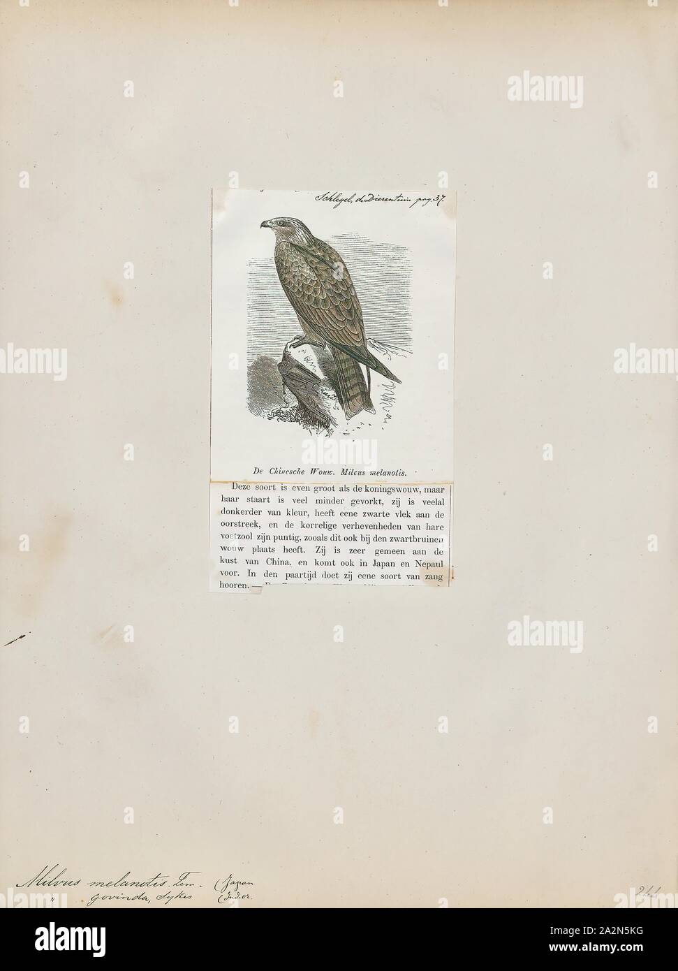 Milvus govinda, Print, Milvus is a genus of medium-sized birds of prey., 1872 Stock Photo