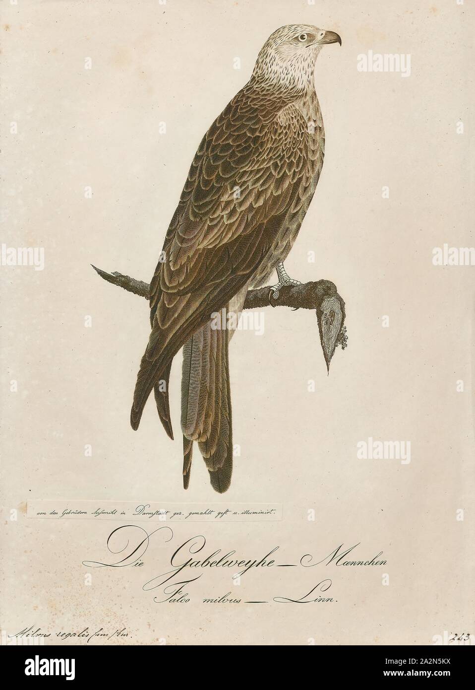 Milvus regalis, Print, Milvus is a genus of medium-sized birds of prey., 1800-1812 Stock Photo