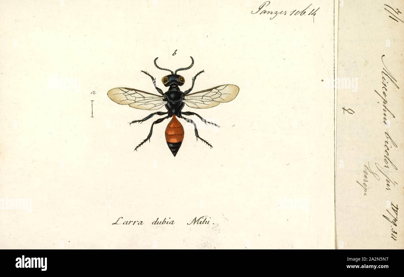 Miscophus, Print, Miscophus is a genus of square-headed wasps in the family Crabronidae. There are at least 180 described species in Miscophus Stock Photo