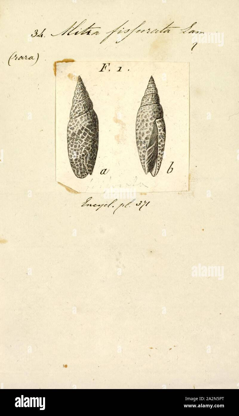 Mitra fissurata, Print, Swainsonia fissurata, common name the