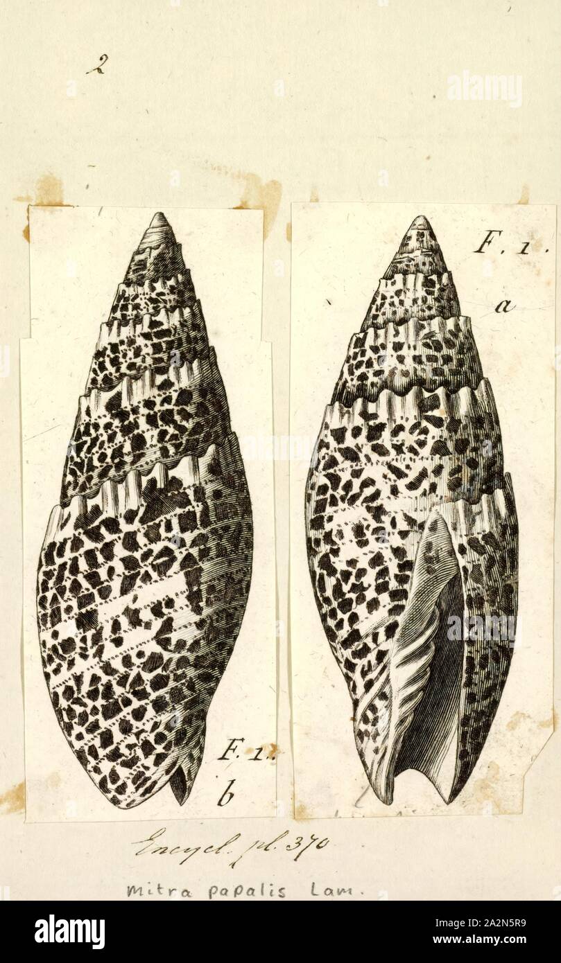 Mitra papalis, Print, Mitra papalis, common name the Papal/Pontifical Mitre, is a species of sea snail, a marine gastropod mollusk in the family Mitridae, the miters Stock Photo