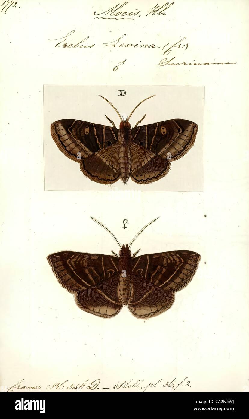 Mocis, Print, Mocis is a genus of moths in the family Erebidae Stock Photo