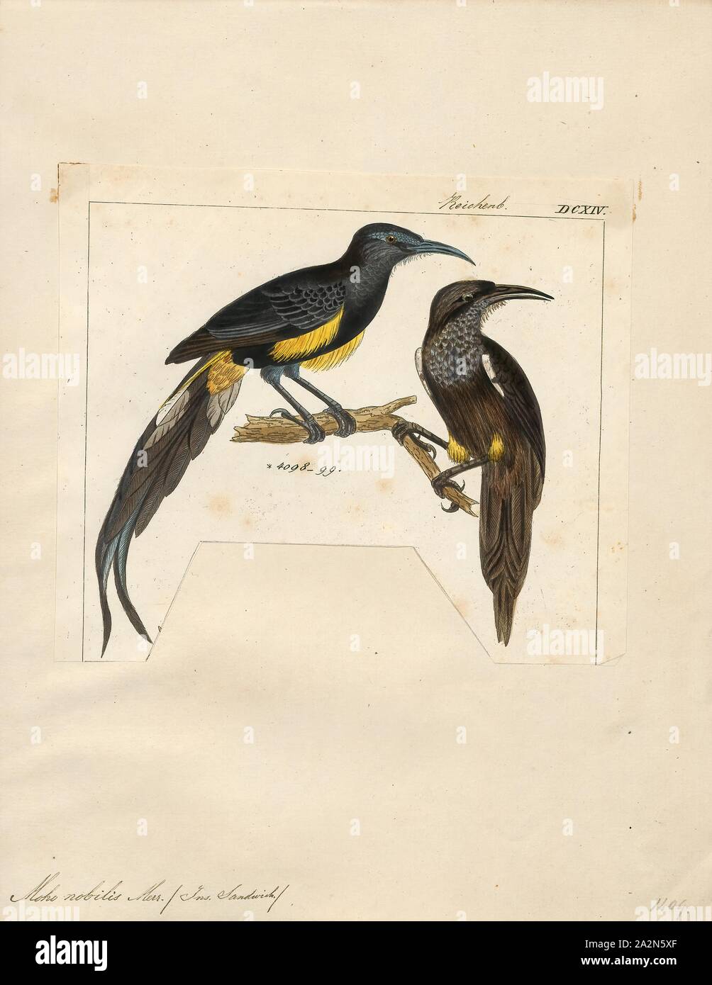 Moho nobilis, Print, The Hawaii 'ō'ō (Moho nobilis) is a member of the extinct genus of the 'ō'ōs (Moho) within the extinct family Mohoidae. It was previously regarded as member of the Australo-Pacific honeyeaters (Meliphagidae)., 1820-1860 Stock Photo
