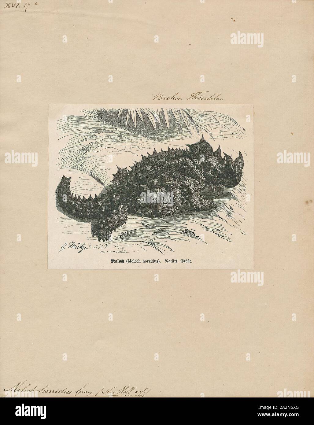 Moloch horridus, Print, The thorny devil (Moloch horridus), also known ...