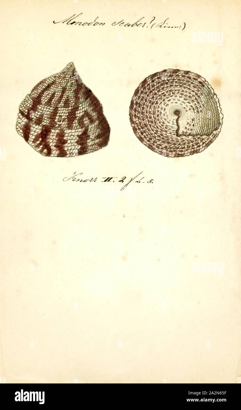 Monodonta scaber, Print, Monodonta is a genus of sea snails, marine gastropod mollusks in the family Trochidae, the top snails Stock Photo