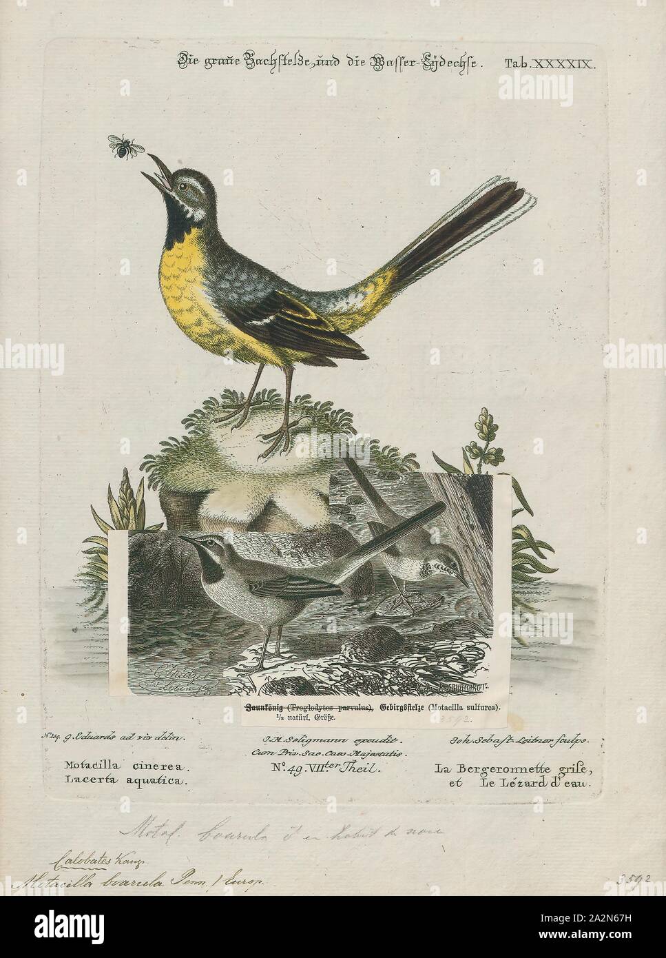 Motacilla boarula, Print, Wagtail, The wagtails are a genus, Motacilla, of passerine birds in the family Motacillidae. The forest wagtail belongs to the monotypic genus Dendronanthus which is closely related to Motacilla and sometimes included herein. The common name and genus names are derived from their characteristic tail pumping behaviour. Together with the pipits and longclaws they form the family Motacillidae., 1700-1880 Stock Photo