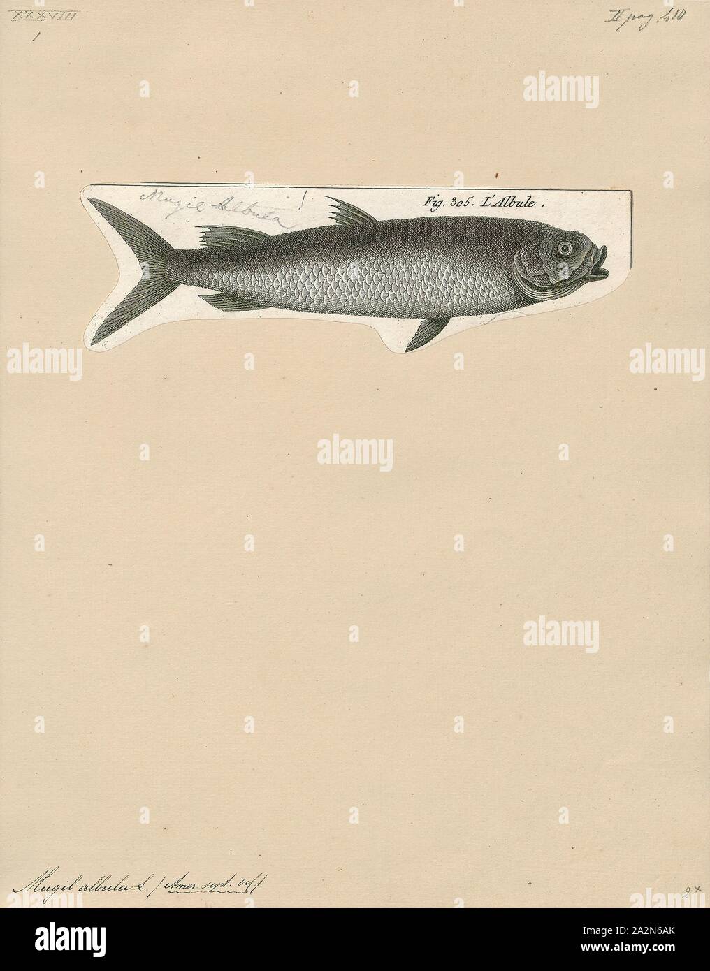 Mugil albula, Print, 1700-1880 Stock Photo