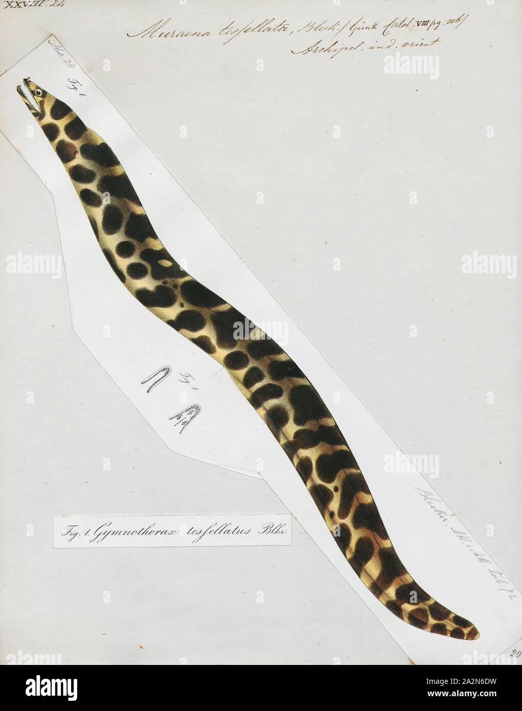 Muraena tessellata, Print, Muraena is a genus of twelve species of large eels in the family Muraenidae., 1864 Stock Photo