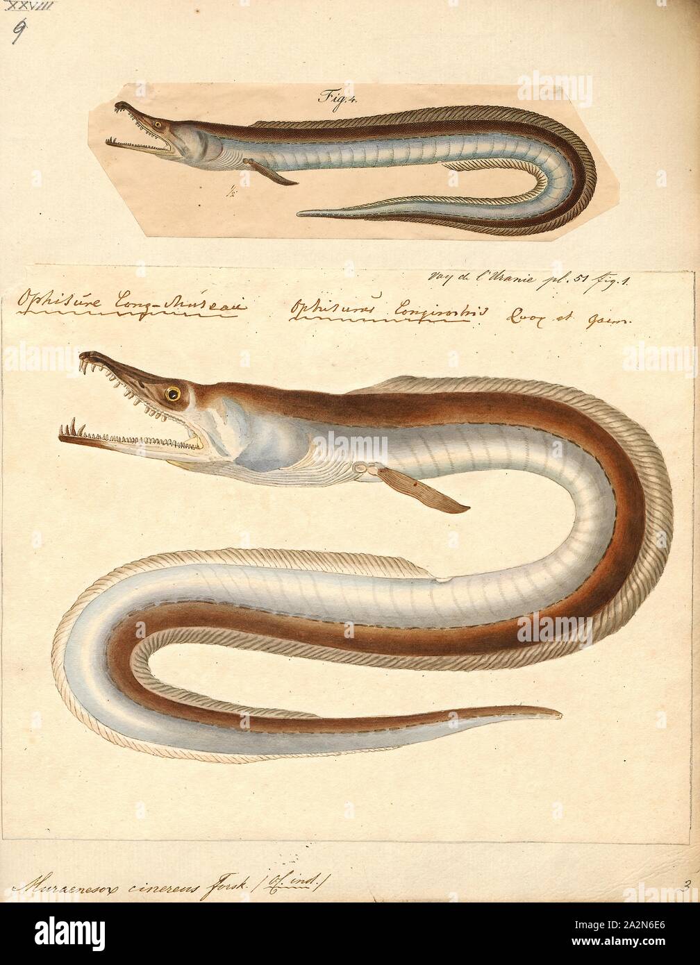 Muraenesox cinereus, Print, The dagger-tooth pike conger (Muraenesox cinereus) is a species of eel. They primarily live on soft bottoms in marine and brackish waters down to a depth of 800 m (2, 600 ft), but may enter freshwater. They are common to about 1.5 m (4.9 ft) in length, but may grow as long as 2.2 m (7.2 ft). Dagger-tooth pike congers occur in the Red Sea, on the coast of the northern Indian Ocean, and in the West Pacific from Indochina to Japan. It has also invaded the Mediterranean through the Suez Canal., 1700-1880 Stock Photo