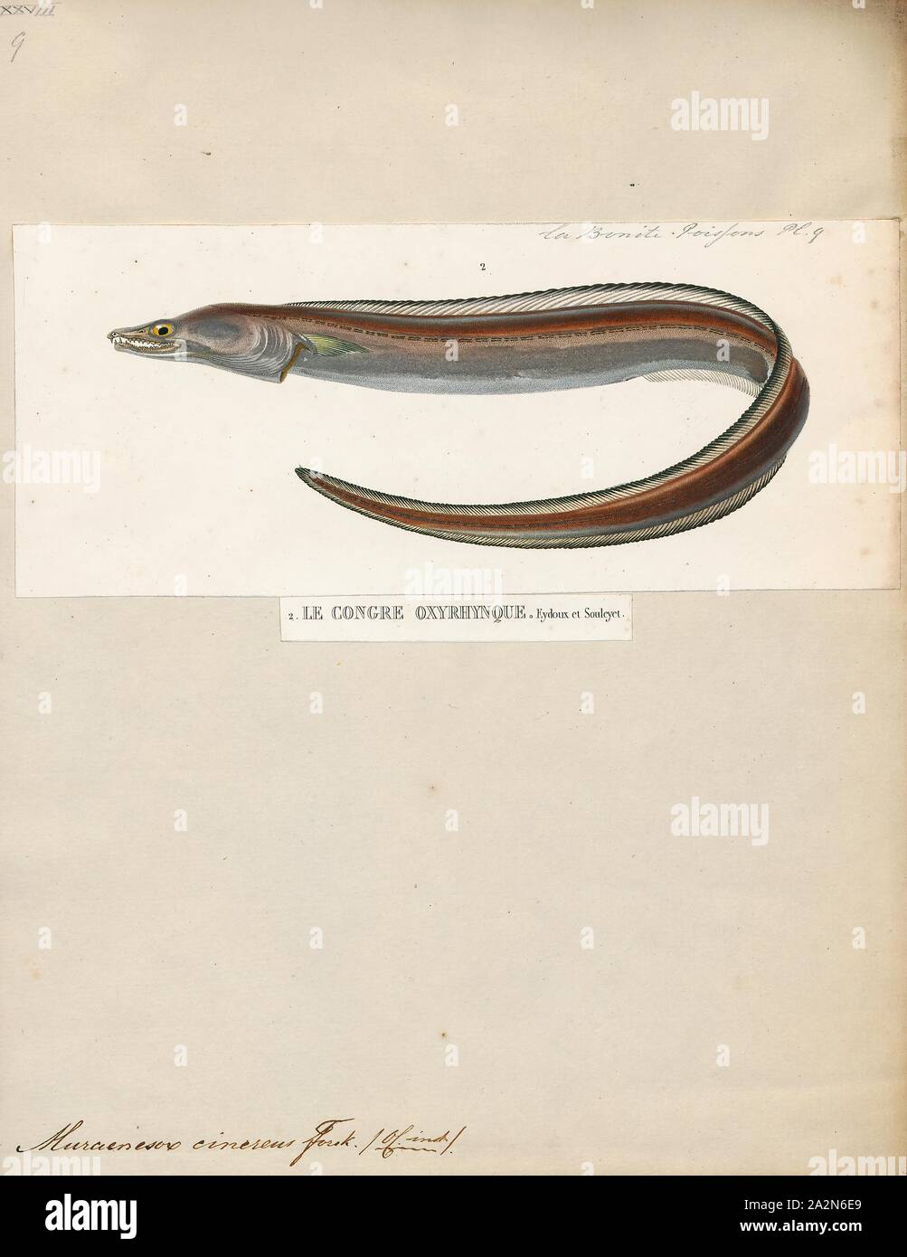 Muraenesox cinereus, Print, The dagger-tooth pike conger (Muraenesox cinereus) is a species of eel. They primarily live on soft bottoms in marine and brackish waters down to a depth of 800 m (2, 600 ft), but may enter freshwater. They are common to about 1.5 m (4.9 ft) in length, but may grow as long as 2.2 m (7.2 ft). Dagger-tooth pike congers occur in the Red Sea, on the coast of the northern Indian Ocean, and in the West Pacific from Indochina to Japan. It has also invaded the Mediterranean through the Suez Canal., 1841-1852 Stock Photo