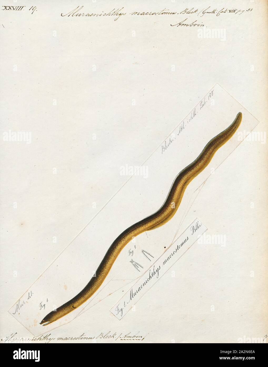 Muraenichthys macrostomus, Print, Skythrenchelys macrostoma, also known as the Large-mouth angry worm eel is a species of eel in the family Ophichthidae. It is a marine, tropical eel which is known from the Indo-Pacific Ocean, including Red Sea., 1864 Stock Photo