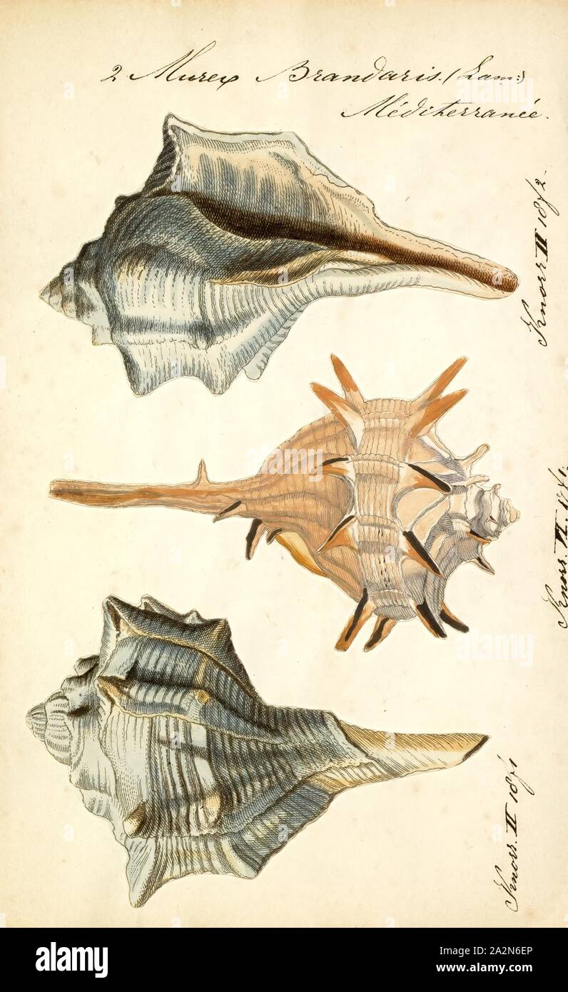 Murex brandaris, Print, Bolinus brandaris (originally called Murex brandaris by Linnaeus and also Haustellum brandaris), and commonly known as the purple dye murex or the spiny dye-murex, is a species of medium-sized predatory sea snail, an edible marine gastropod mollusk in the family Muricidae, the murex snails or the rock snails Stock Photo