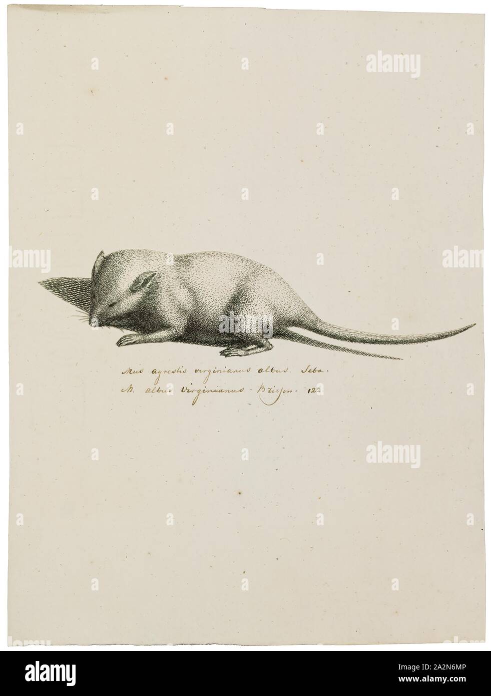 Mus agrestis virginianus albus, Print, 1700-1880 Stock Photo