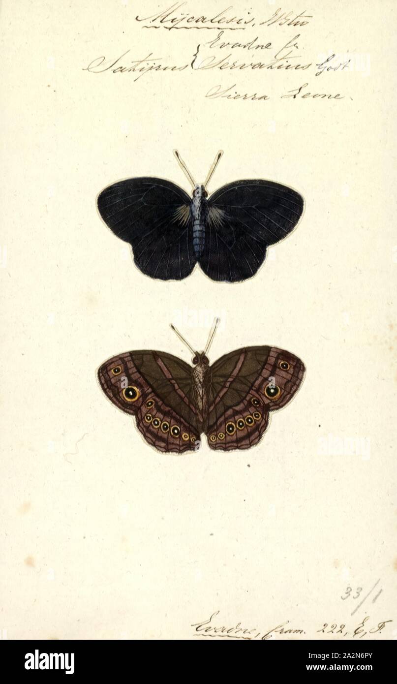 Mycalesis, Print, Mycalesis, the bushbrowns, are a genus of brush-footed butterflies. They are common in the warm regions from Central Asia to Australia, and have a high diversity in South Asia and the Wallacea Stock Photo