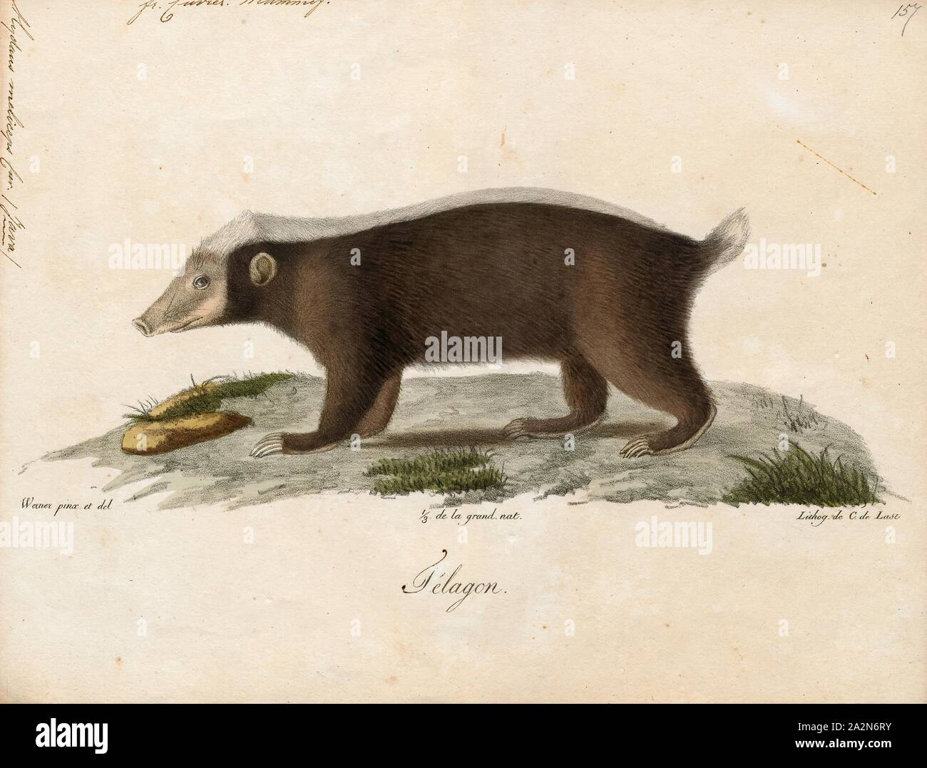 Mydaus Meliceps Print The Sunda Stink Badger Mydaus Javanensis Also Called The Javan Stink Badger Teledu Malay Stink Badger Malay Badger Indonesian Stink Badger And Sunda Skunk Is A Mammal Native To
