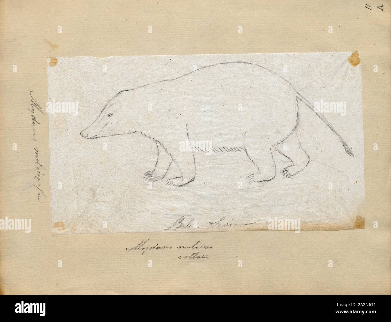 Mydaus Meliceps Print The Sunda Stink Badger Mydaus Javanensis Also Called The Javan Stink Badger Teledu Malay Stink Badger Malay Badger Indonesian Stink Badger And Sunda Skunk Is A Mammal Native To