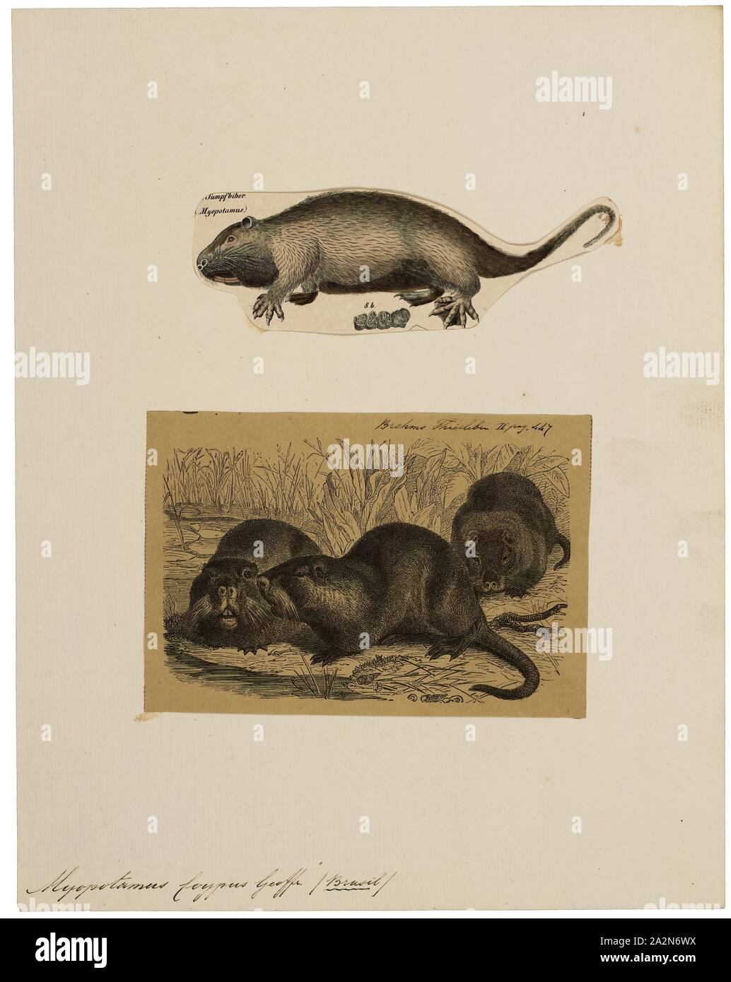 Myopotamus coypus, Print, The coypu, also known as the nutria, is a large, herbivorous, semiaquatic rodent. Classified for a long time as the only member of the family Myocastoridae. Myocastor is actually nested within Echimyidae, the family of the spiny rats. The coypu lives in burrows alongside stretches of water, and feeds on river plant stems. Originally native to subtropical and temperate South America, it has since been introduced to North America, Europe, Asia, and Africa, primarily by fur farmers. Although it is still hunted and trapped for its fur in some regions, its destructive Stock Photo