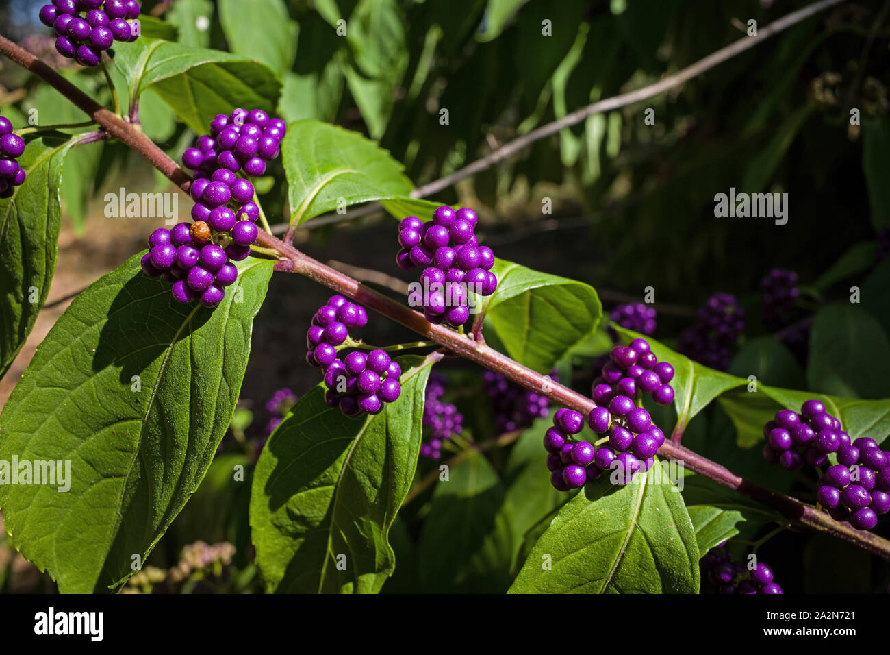 Callicarpa Americana in bright sun. It is a genus of shrubs and small trees in the family Lamiaceae. Stock Photo