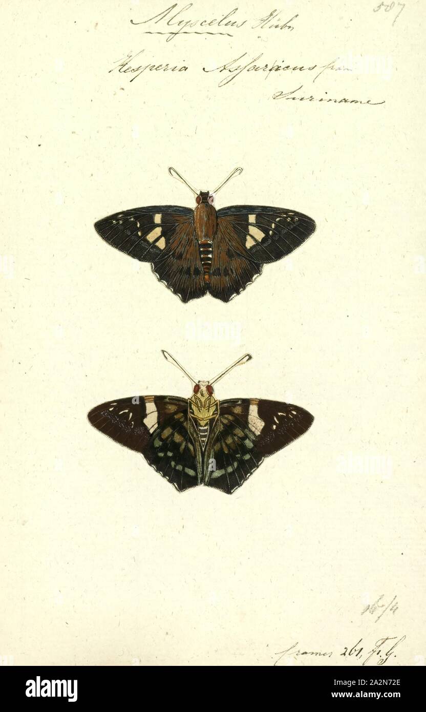 Myscelus, Print, Myscelus is a Neotropical genus of skippers in the family Hesperiidae Stock Photo