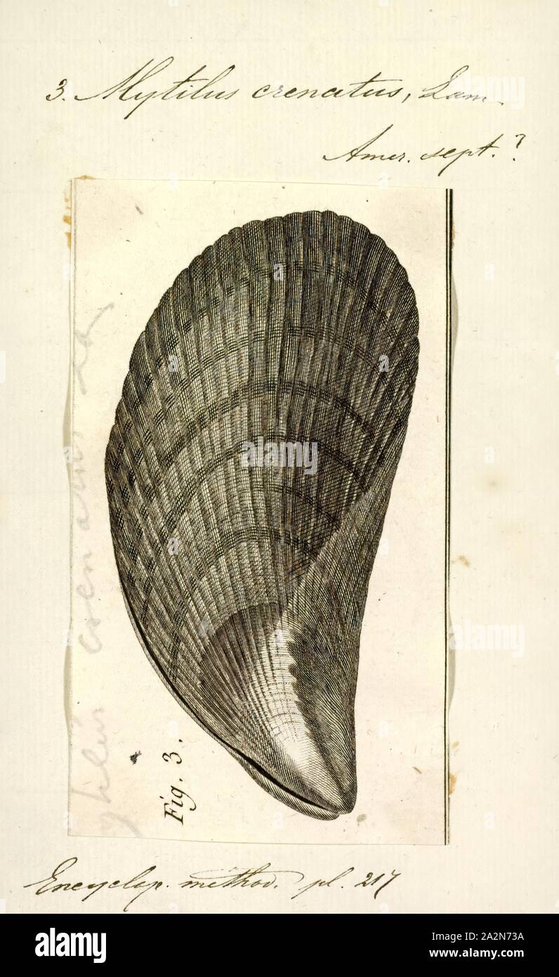 Mytilus crenatus, Print Stock Photo