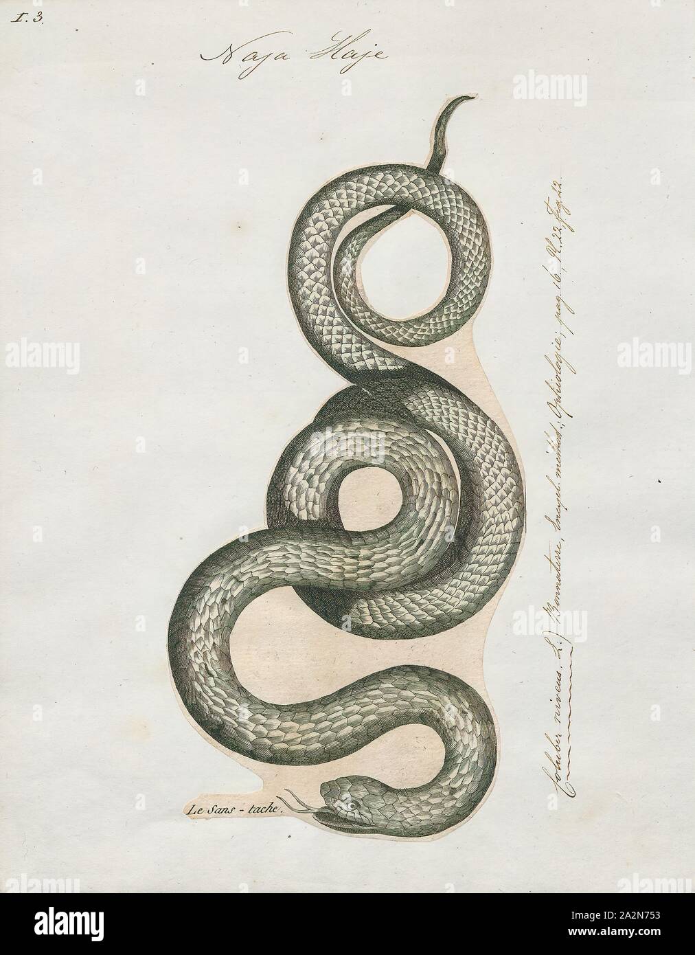 Naja haje, Print, The Egyptian cobra (Naja haje) is a species of venomous snake in the family Elapidae. Naja haje is one of the largest cobra species native to Africa, second to the forest cobra (Naja melanoleuca)., 1700-1880 Stock Photo
