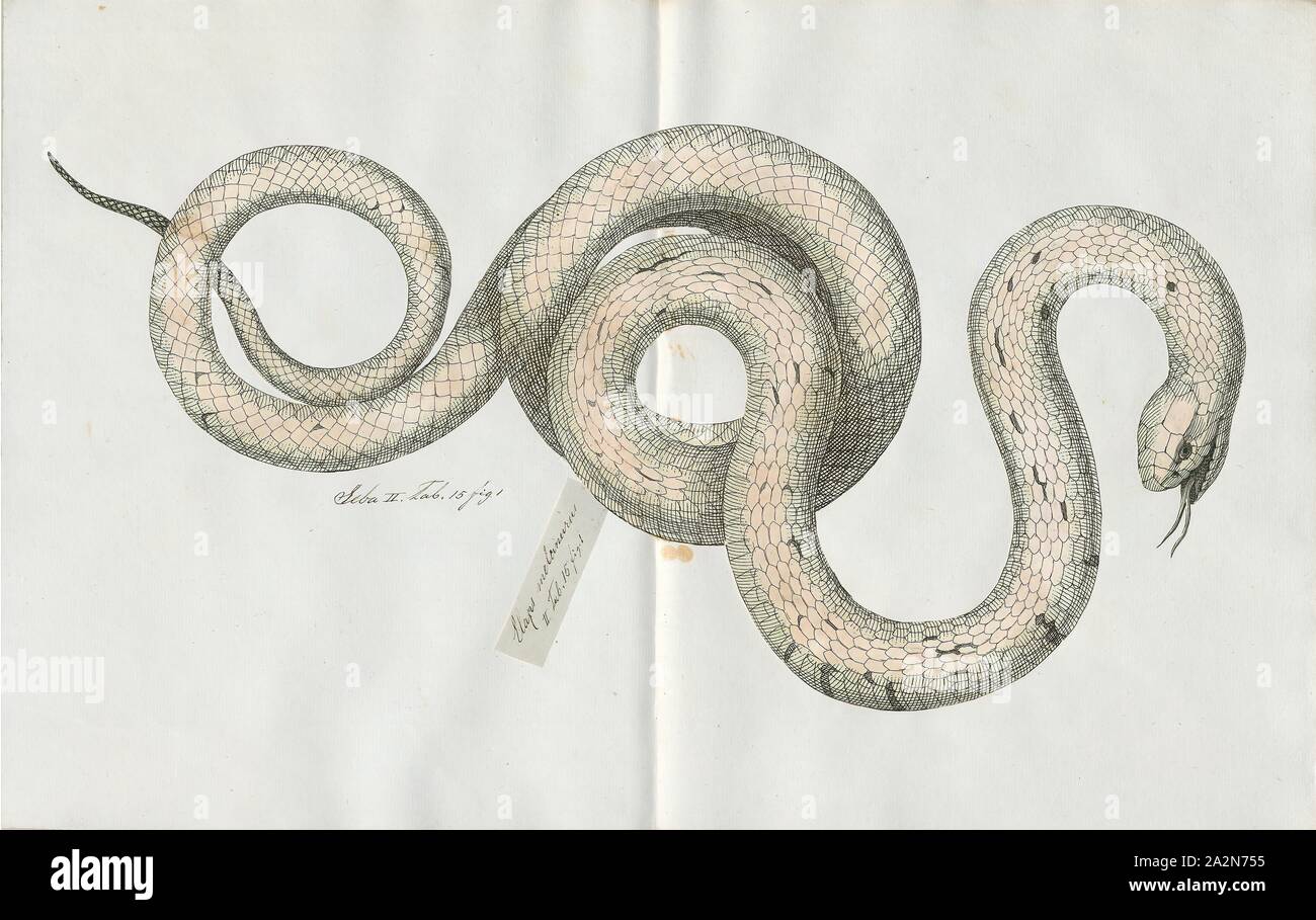 Naja haje, Print, The Egyptian cobra (Naja haje) is a species of venomous snake in the family Elapidae. Naja haje is one of the largest cobra species native to Africa, second to the forest cobra (Naja melanoleuca)., 1734-1765 Stock Photo
