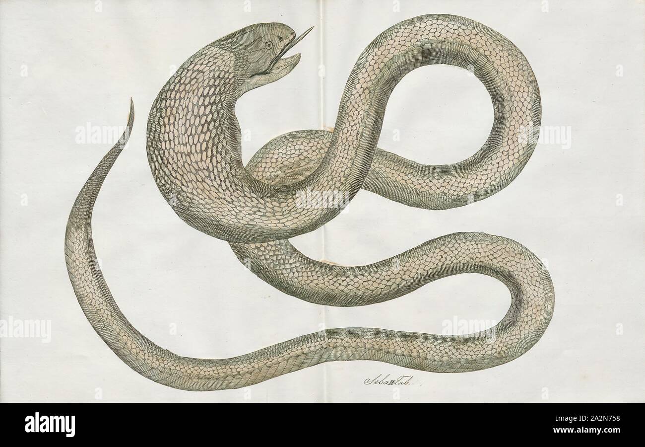 Naja haje, Print, The Egyptian cobra (Naja haje) is a species of venomous snake in the family Elapidae. Naja haje is one of the largest cobra species native to Africa, second to the forest cobra (Naja melanoleuca)., 1734-1765 Stock Photo