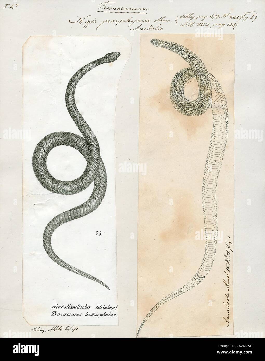 Naja tripudians, Print, Naja is a genus of venomous elapid snakes