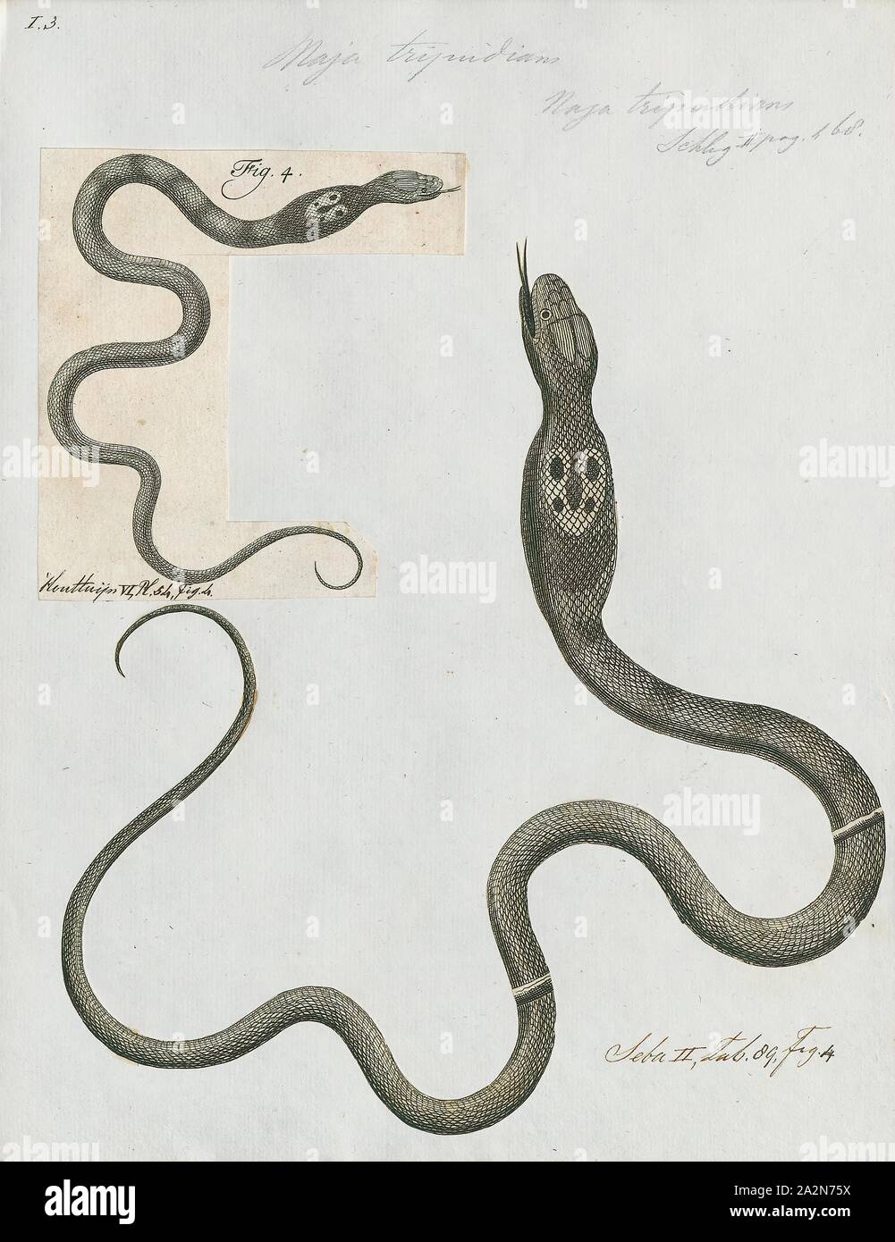 Naja tripudians, Print, Naja is a genus of venomous elapid snakes known as  cobras. Several other genera include species commonly called cobras (for  example the ring-necked spitting cobra and the king cobra)