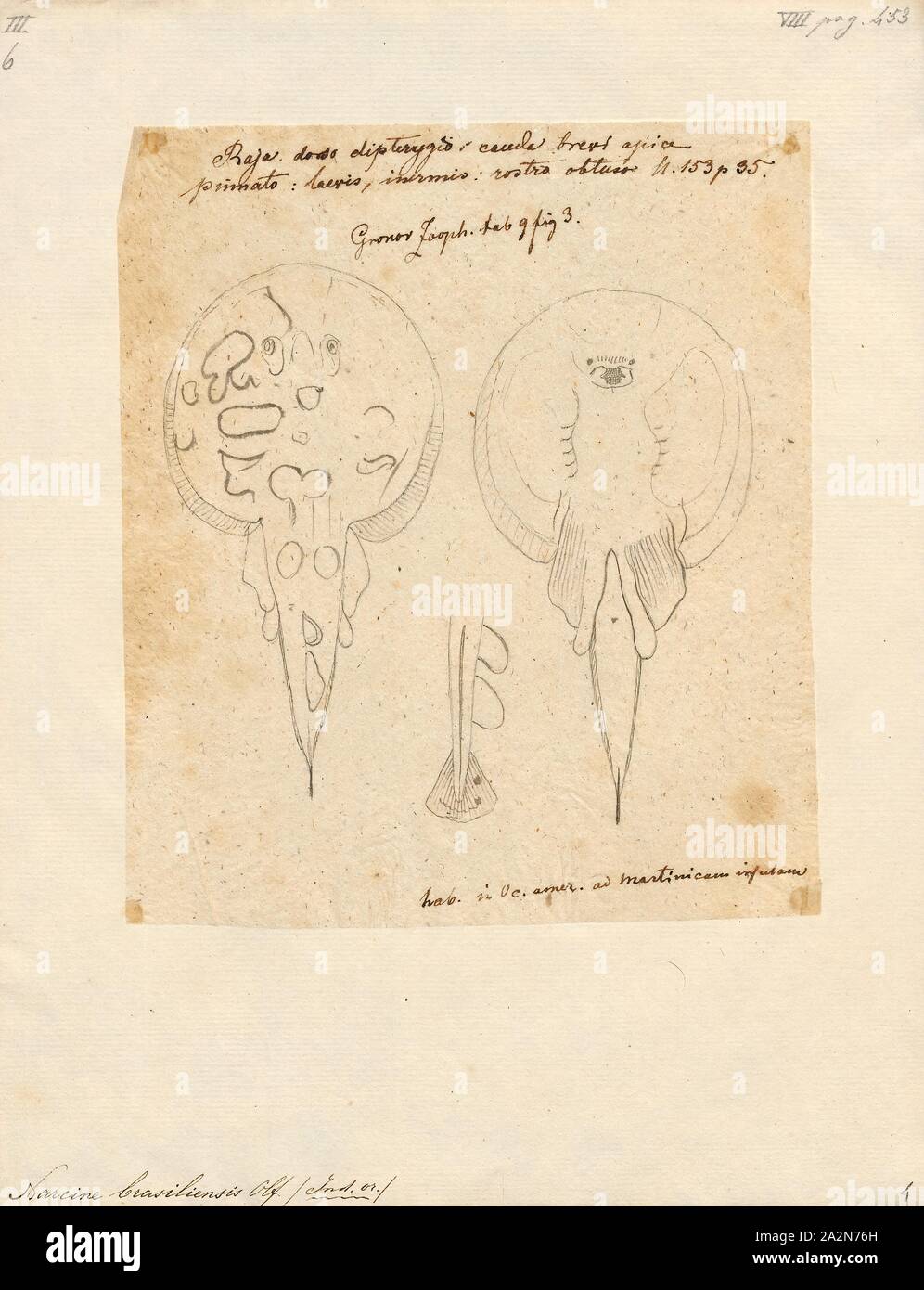 Narcinidae hires stock photography and images Alamy