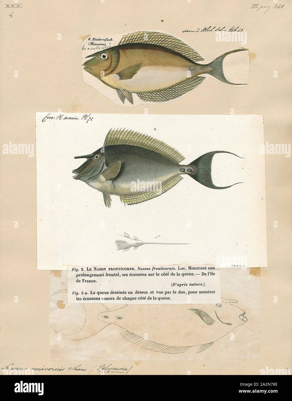 Naseus unicornis, Print, Naseus is an extinct genus of surgeonfishes belonging to the family Acanthuridae., 1700-1880 Stock Photo