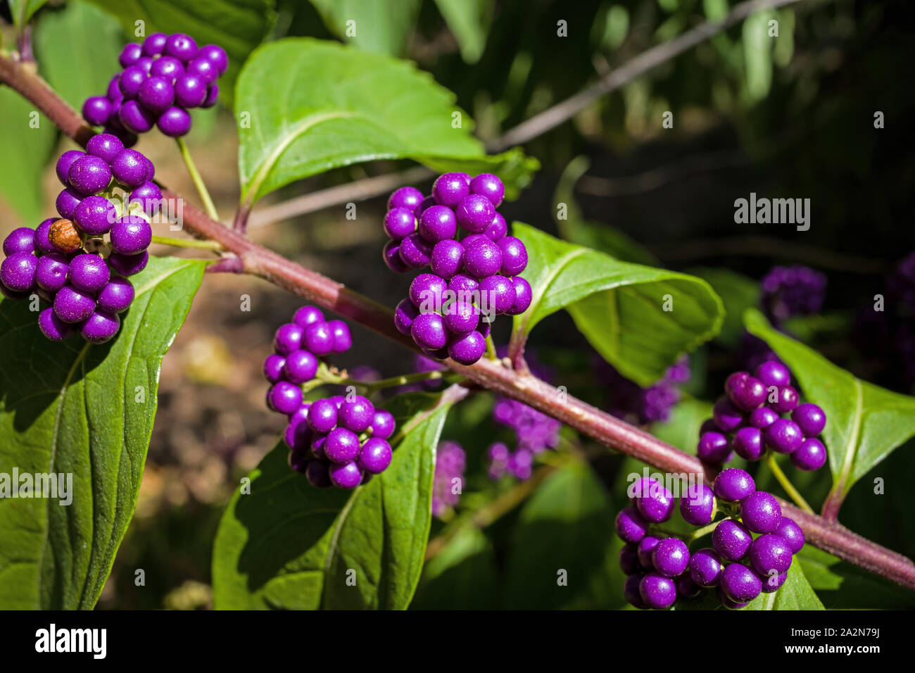 Callicarpa Americana in bright sun. It is a genus of shrubs and small trees in the family Lamiaceae. Stock Photo